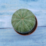 Euphorbia Obesa (Эуфорбия)