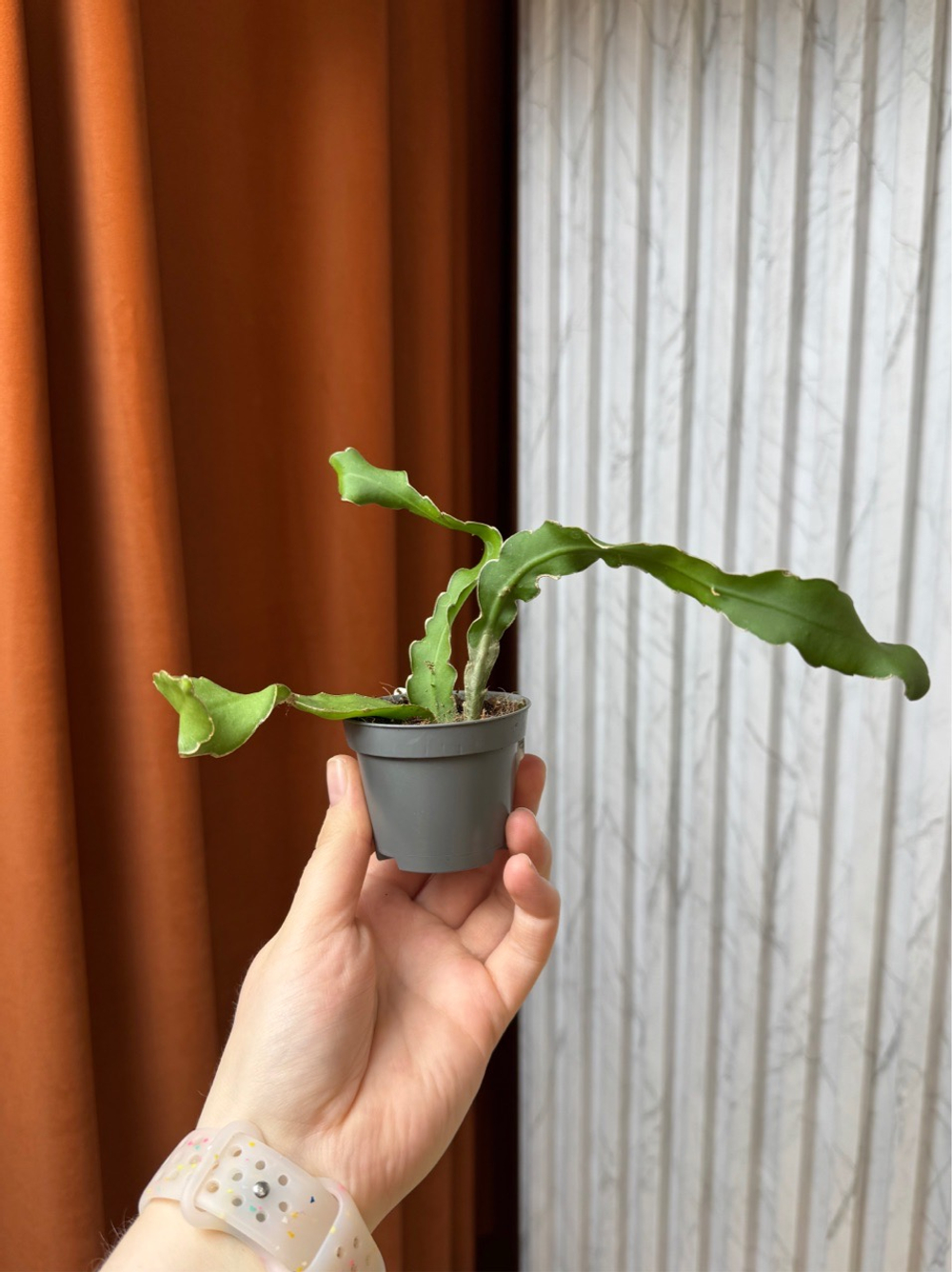 Эпифиллум Гватемальский, D6см Н15см, 1шт, Urban Jungle