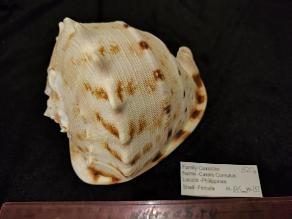 Кассис Корнута 170-295 мм