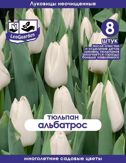 Тюльпан Альбатрос 8+ луковиц