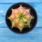 Gymnocalycium Variegata (Гимнокалициум Вариегатный)