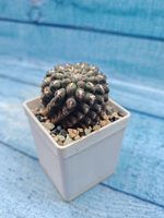 Neoporteria Napina (Неопортерия)