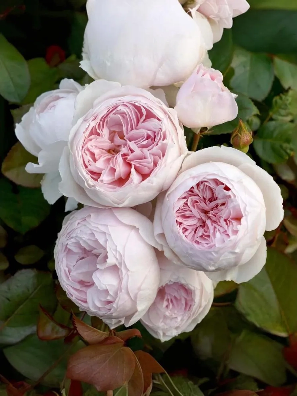 Роза флорибунда Герцогиня Кристиана