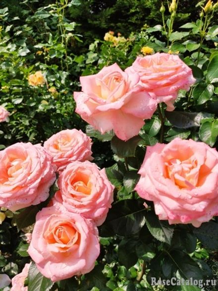 Блум оф Рут (Bloom of Ruth)