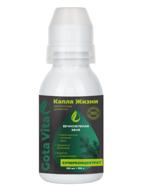 Вечнозеленая хвоя