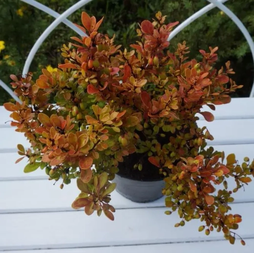 Барбариса Тунберга Кобольд С3 Закупка М60 июнь 2026