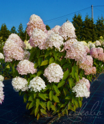 Гортензия метельчатая Magical Sweet Summer
