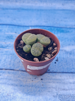 Lithops sp. (Литопсы)