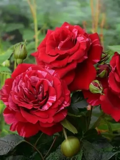 Роза флорибунда Дип Импрешн