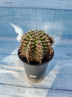 Gymnocalycium T-Rex Pink hybrid (Гимнокалициум)