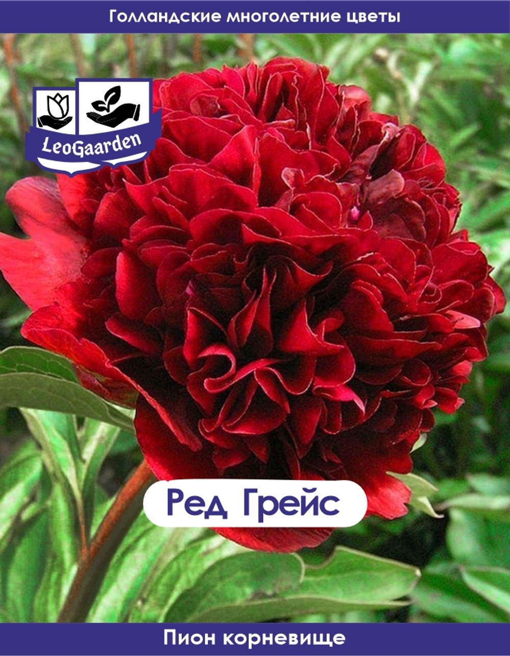 Пион Корневище, Ред Грейс, 1шт