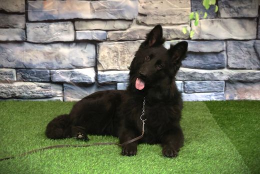 ЕФИМ Из Поместья Боговик 23.03.2025 д.р. - подробнее...→