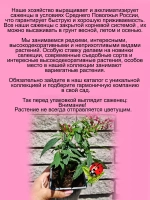 Спирея Антони Ватерер японская многолетник