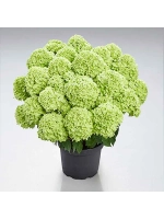 Пантера гортензия метельчатая