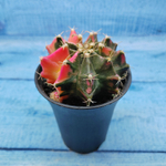 Gymnocalycium Variegata (Гимнокалициум Вариегатный)