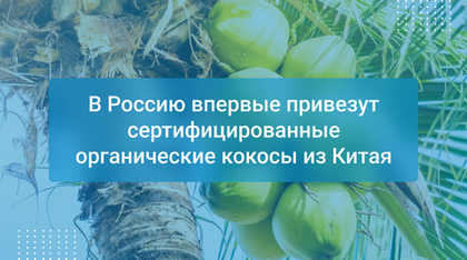 В Россию впервые привезут сертифицированные органические кокосы из Китая