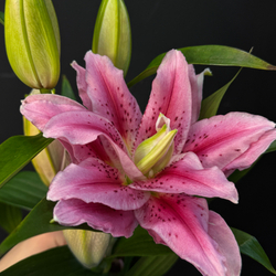 Лилия ярко-розовая махровая 80 см / 1 шт