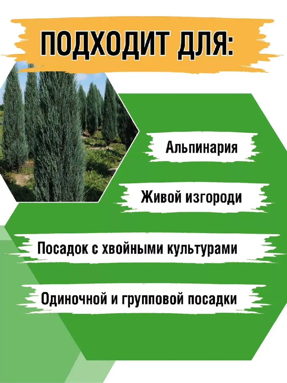 Саженец хвойных Можжевельник Блю эрроу 4 шт
