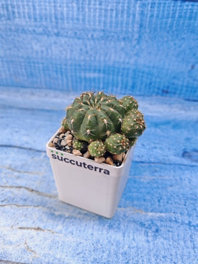 Matucana Polzii (Матукана)