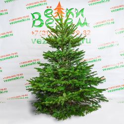 Фотогалерея