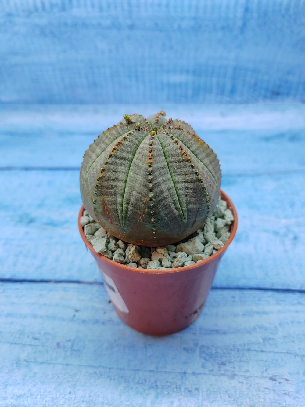 Euphorbia Obesa (Эуфорбия)