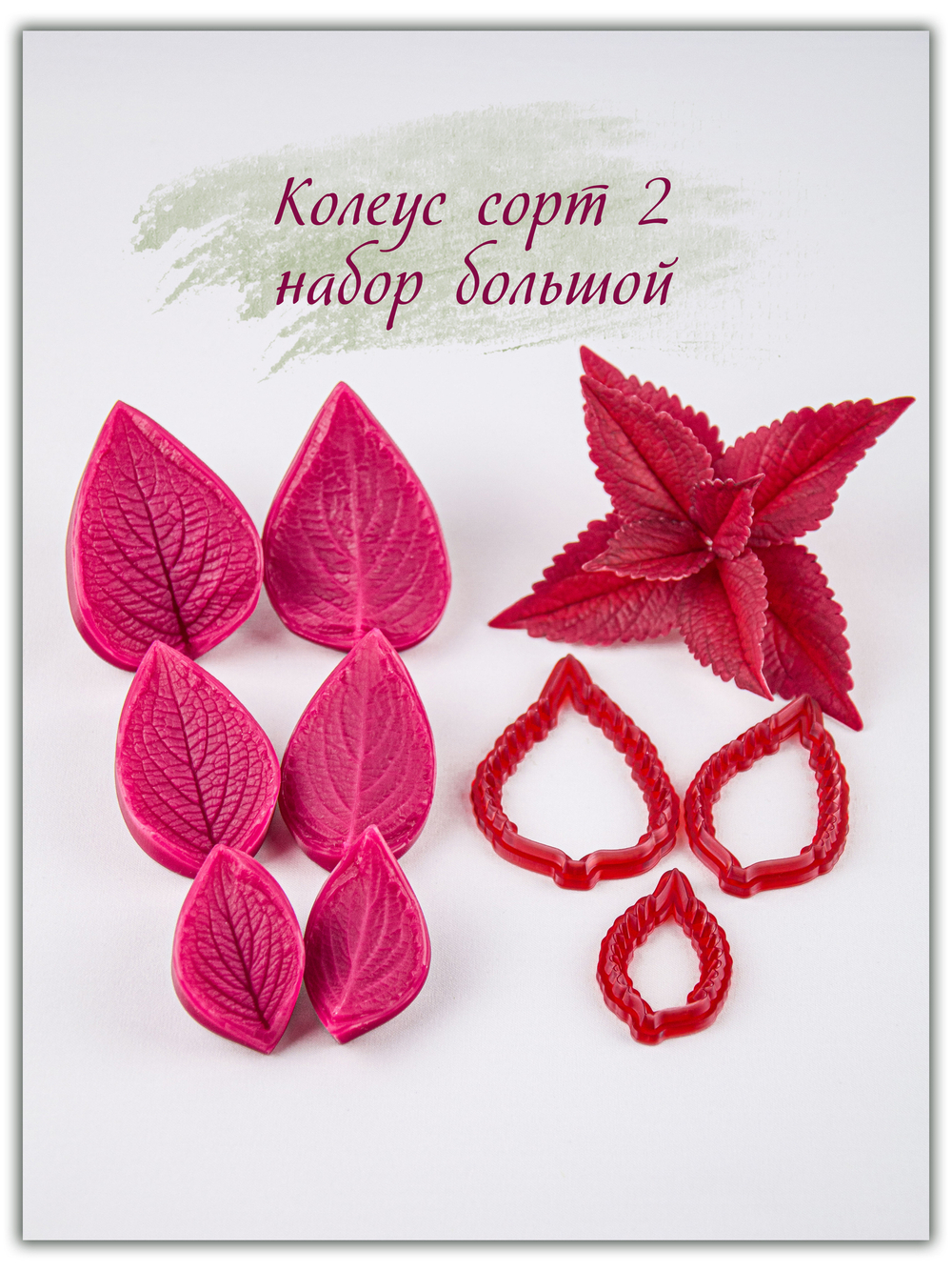 Колеус. Сорт 2