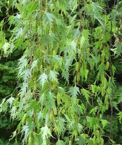 Береза повислая Грацилис на штамбе РА100