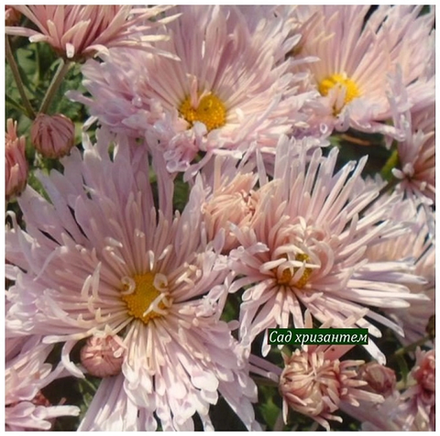 Корейская хризантема Перлынка рожева 🌻 ☘ з.27 (временно нет в продаже)