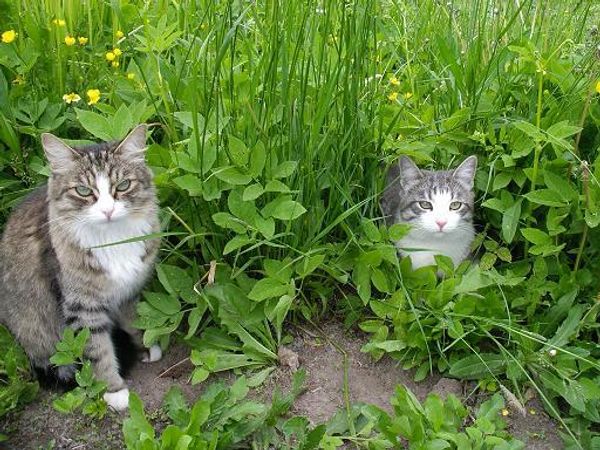 Друзья и подружки для вашей кошки