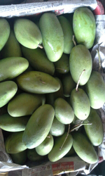 Индийский сорт МАНГО «Имам Пасанд», «Лангра» и «Алампур Банешан»