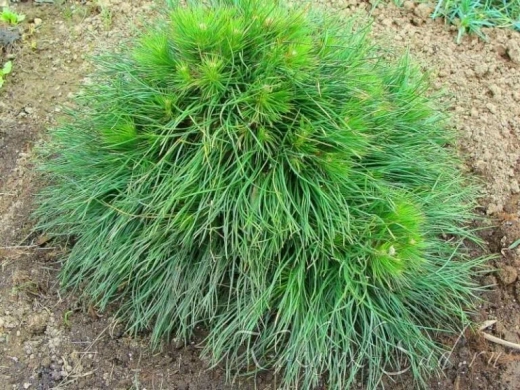 Сосна горная Варелла С12 Закупка М49 весна 2026