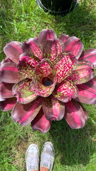 Небольшое видео с неорегелиями с бангкокской выставки