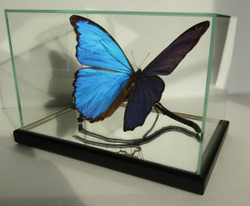 Бабочка Morpho didius в объемной композиции