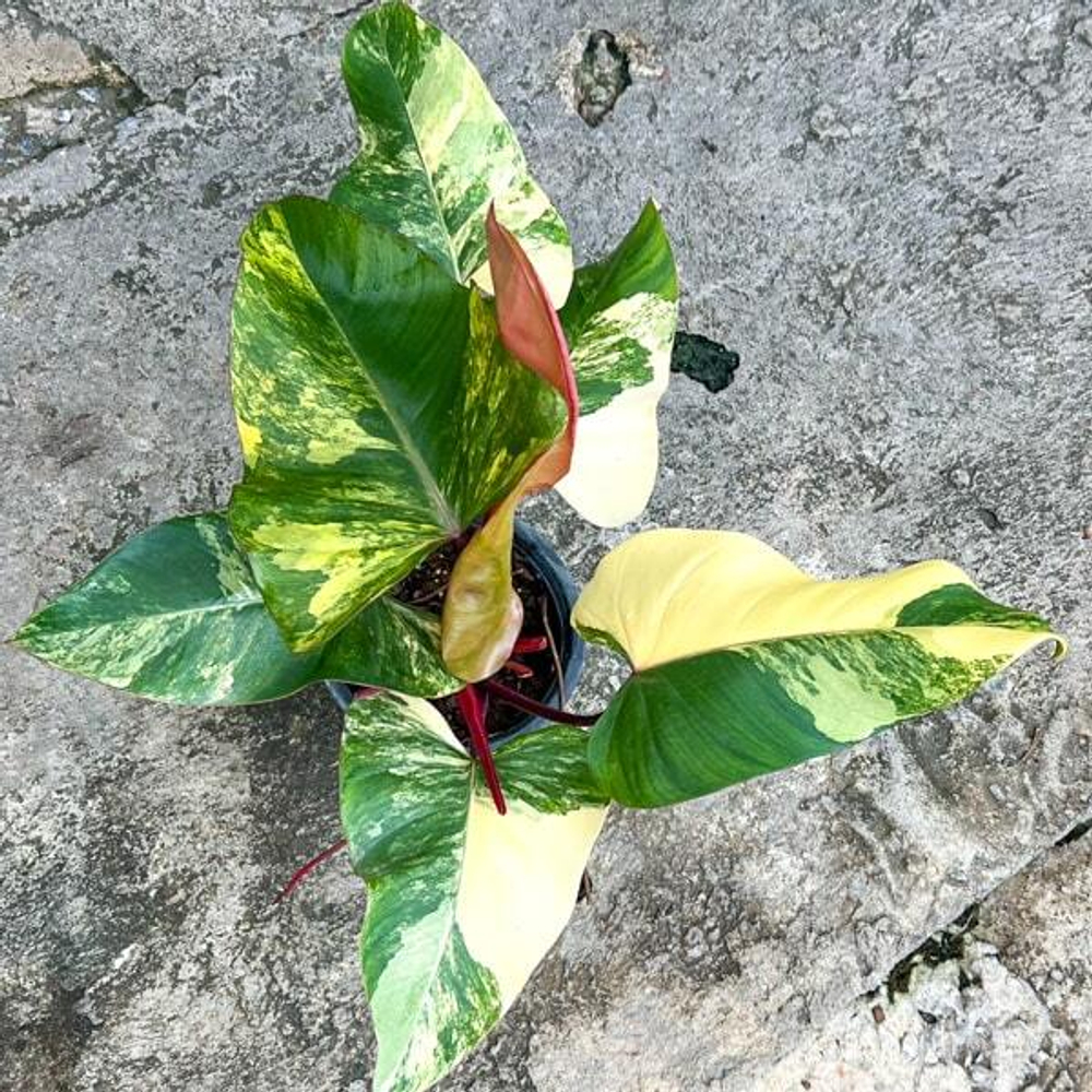 Филодендрон STRAWBERRY SHAKE