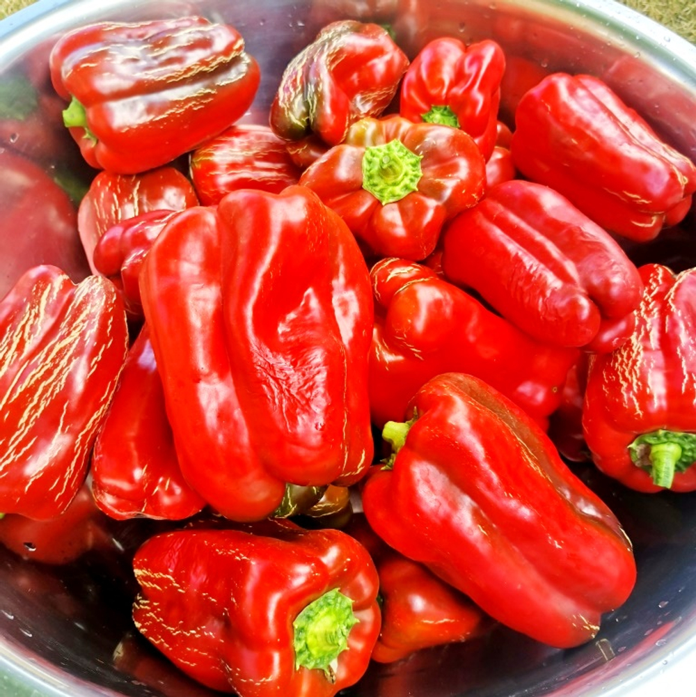 Перец Сладкий Гигантский — Big Bertha - Большая Берта