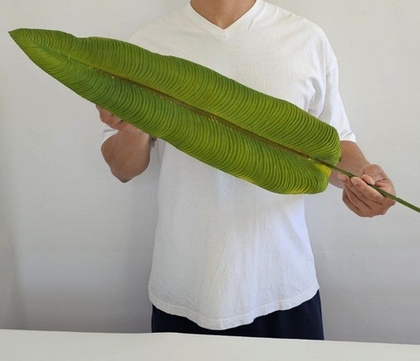 Лист одиночный "Экзотика" / Арт 9064