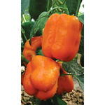 Семена Перец сладкий Гигант оранжевый F1 (УД) Е/П