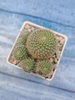 Rebutia Vulpina (Ребуция)