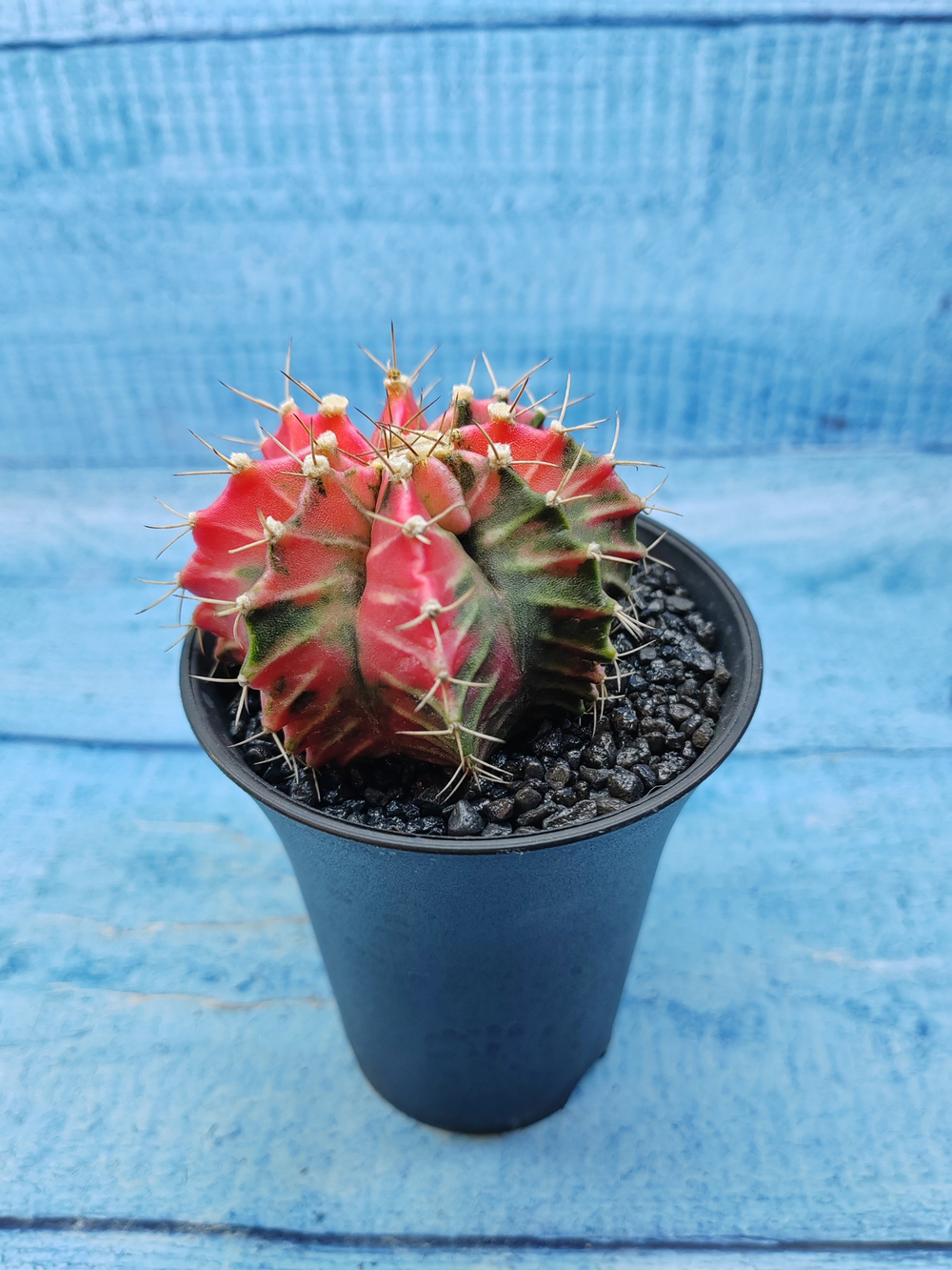 Gymnocalycium Variegata (Гимнокалициум Вариегатный)