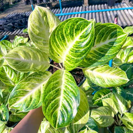 Аглаонема WHITE ANDINI