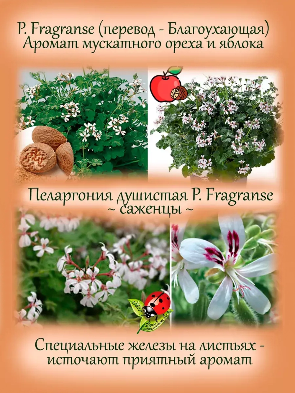 Пеларгония Фрагранс ароматная мускатный орех яблоко