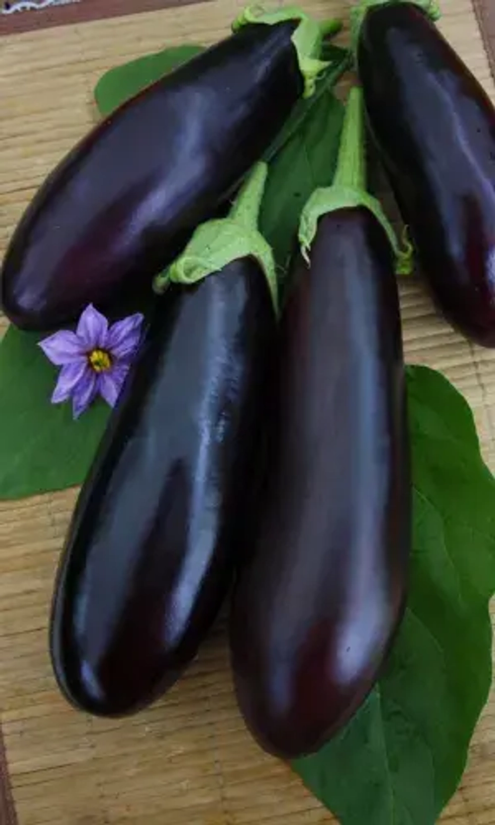 Баклажан Боярин 20шт УрДачник