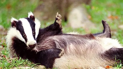 Барсучий жир