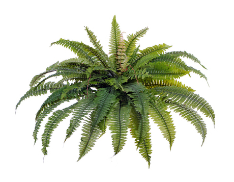 Папоротник Бостон