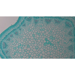 Видеоокуляр ToupCam XCAMLITE1080PA HDMI