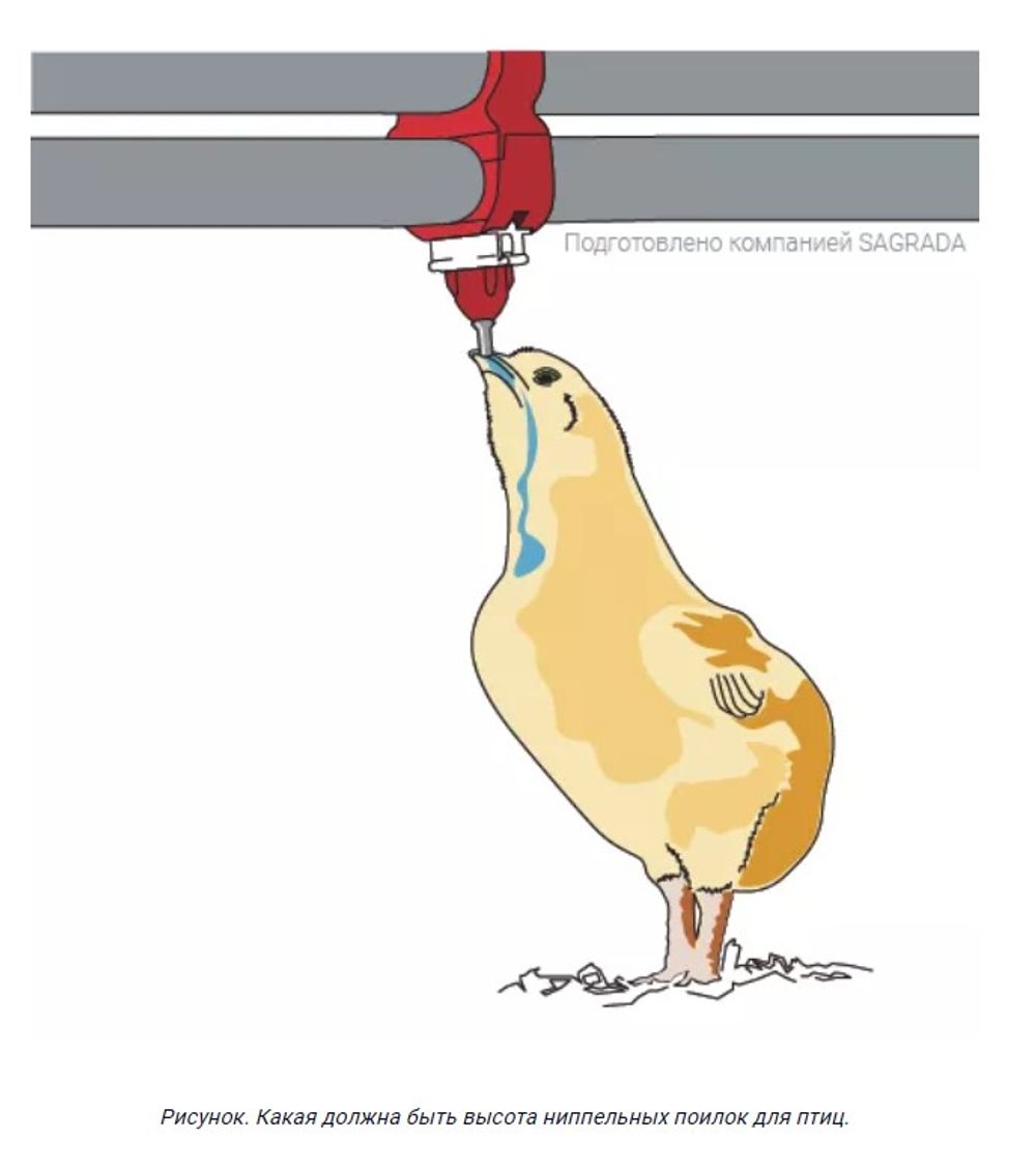 Поилка 6-ти ниппельная в сборе