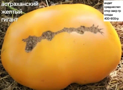 АСТРАХАНСКИЙ ЖЕЛТЫЙ ГИГАНТ