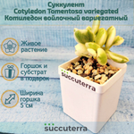 Сotyledon Tomentosa variegated (Котиледон)
