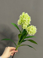 Скимия белая (h58 см)