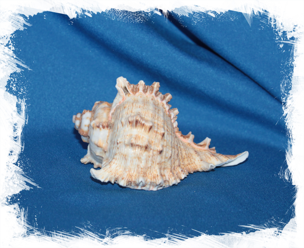 Мурекс Ветвистый до 9 см